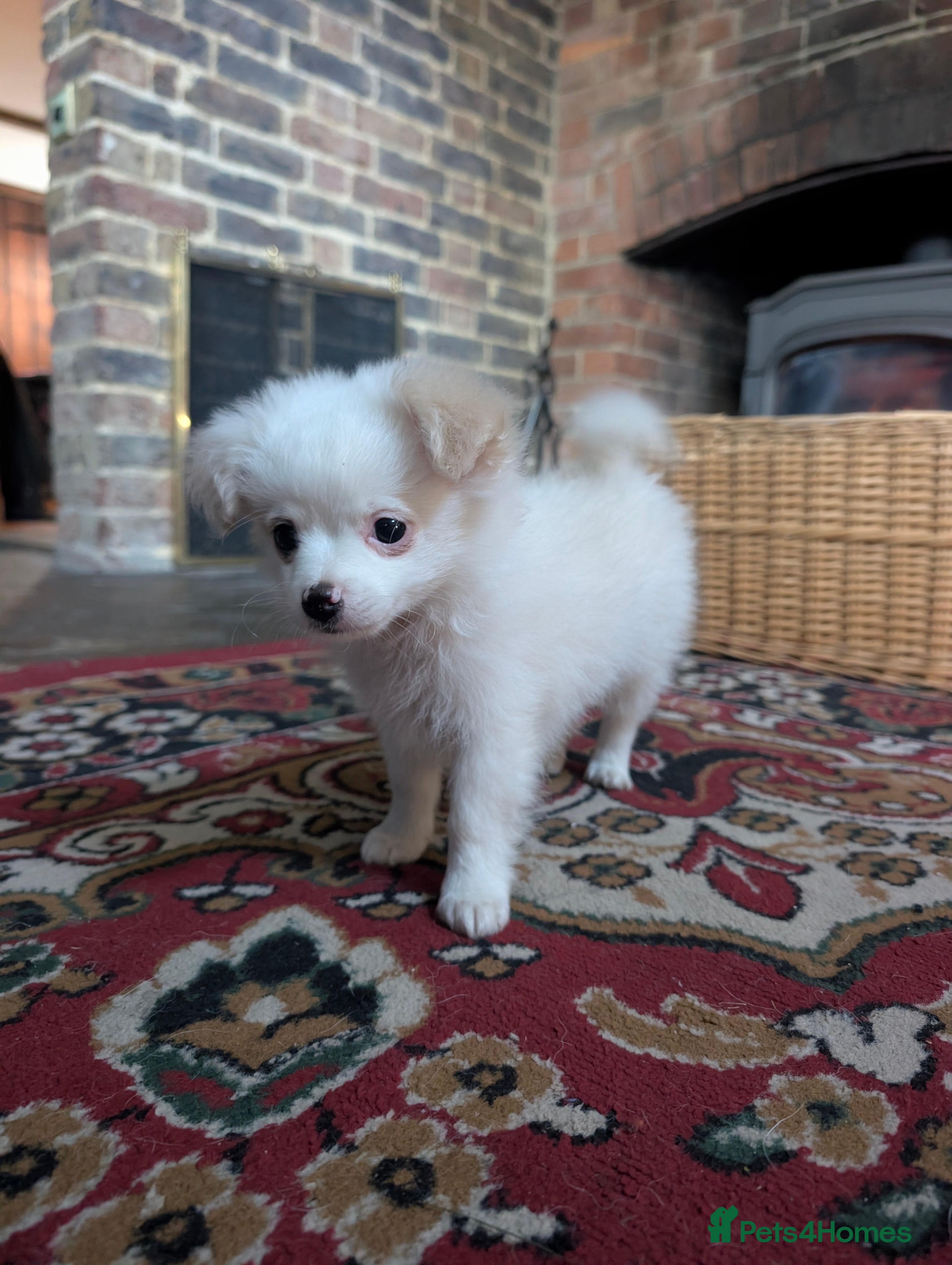 Mixed Breed dogs Pom cross pups  - Advert 9