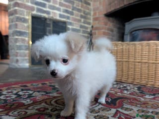 Mixed Breed dogs Pom cross pups - Advert 5