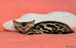Bengal cats for sale: 🐾Purebred BENGAL Kittens🐾  - Image 17