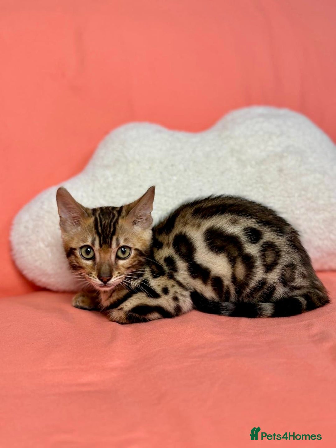 Bengal cats for sale: 🐾Purebred BENGAL Kittens🐾  - Image 17