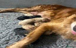 Goldador dogs for sale: Goldador Black & Golden Pups - Pets / Therapy - Image 17