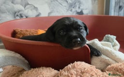 Mixed Breed dogs for sale: Adorable Black Lab Mix - Image 17