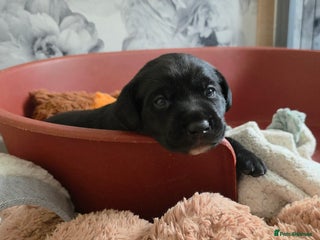 Mixed Breed dogs - Advert 3