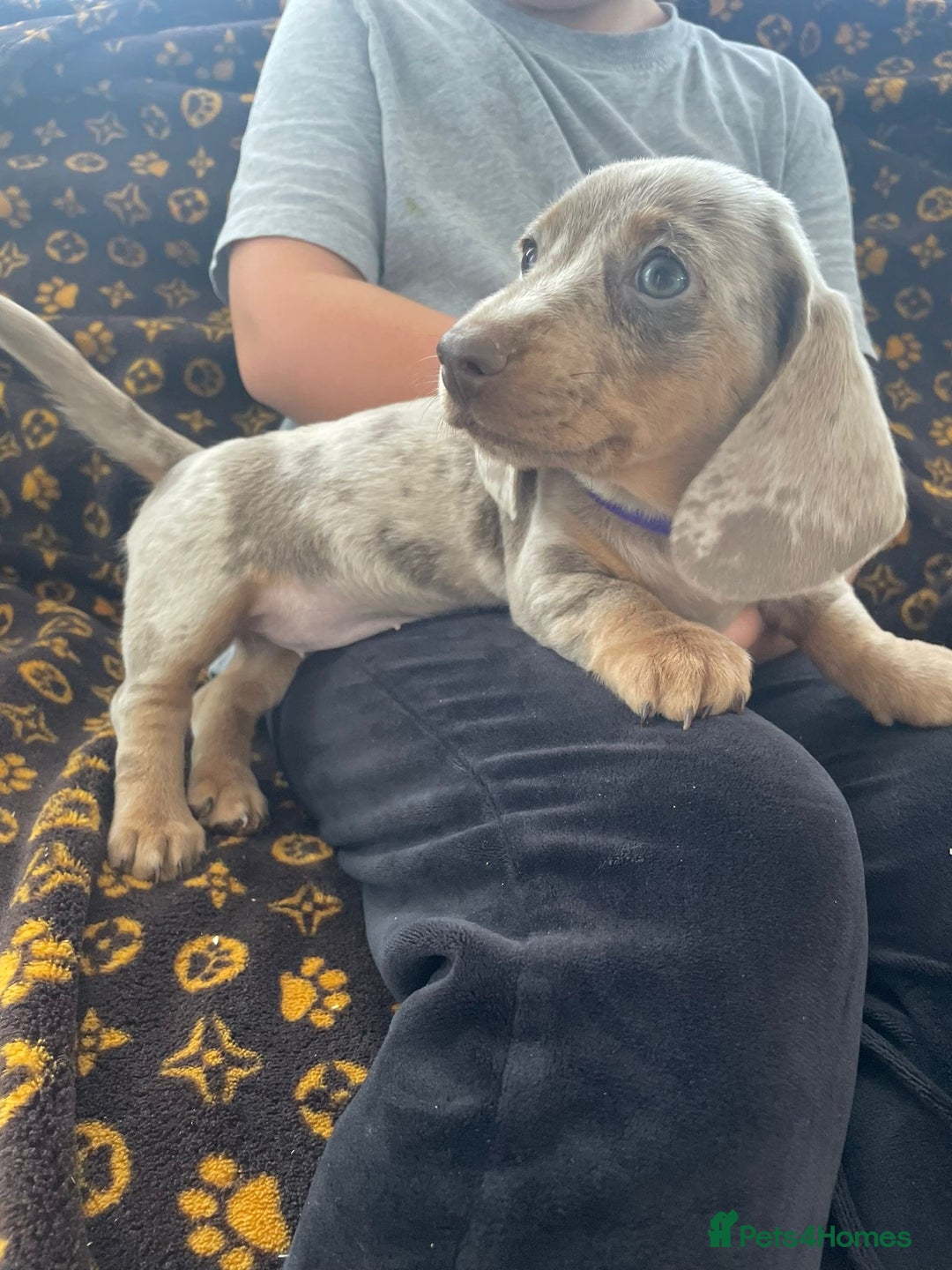 Miniature Dachshund dogs for sale: Miniature dachshund  - Image 9