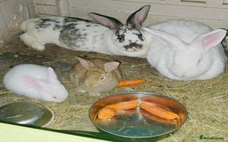 Continental Giant rabbits for sale: Continental Rabbits For Sale - Image 1