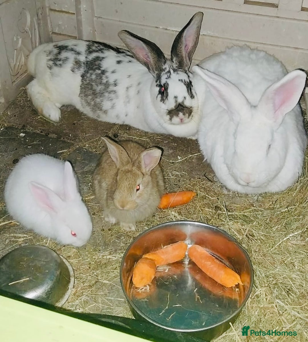 Continental Giant rabbits for sale: Continental Rabbits For Sale - Image 1