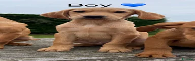 Labrador Retriever 2