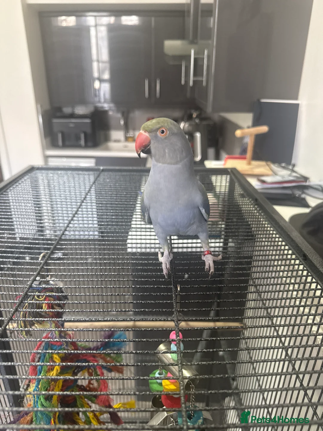 Ringnecks birds for sale: Hand reared ringneck, 11m, with 2 cages / toys - Advert 1