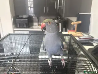 Ringnecks birds Hand reared ringneck, 11m, with 2 cages / toys - Advert 2