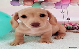 Miniature Dachshund dogs for sale: MINI CREAM DACHSHUND💥READY TO GO💥PRA CLEAR - Image 24