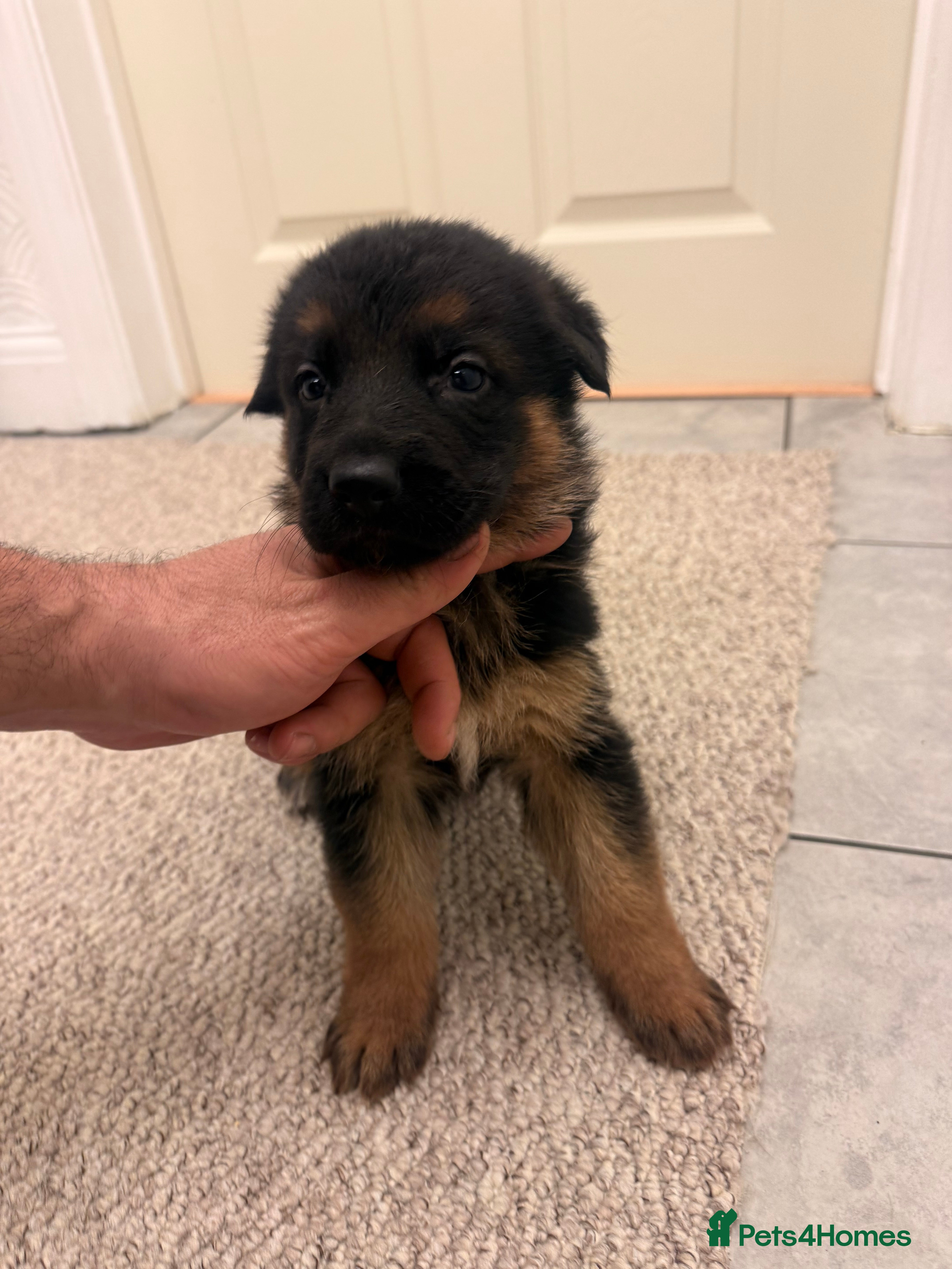 German Shepherd dogs German shepherd puppys kc pedigreepureblood line p - Advert 1