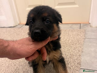 German Shepherd dogs German shepherd puppys kc pedigreepureblood line p - Advert 1