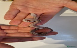 Corn Snake reptiles for sale: Corn snakes  - Image 1