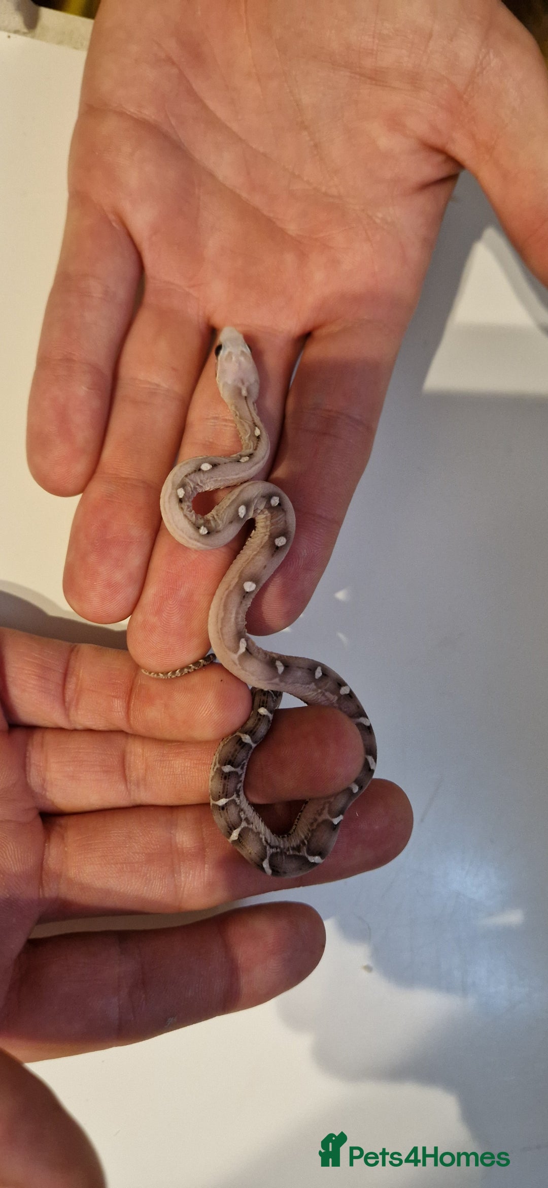 Corn Snake reptiles for sale: Corn snakes  - Image 1