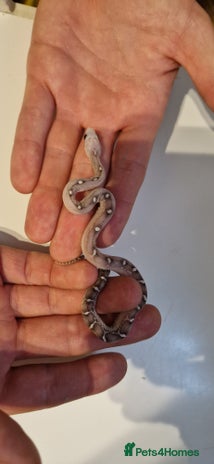 Corn Snake reptiles - Advert 8