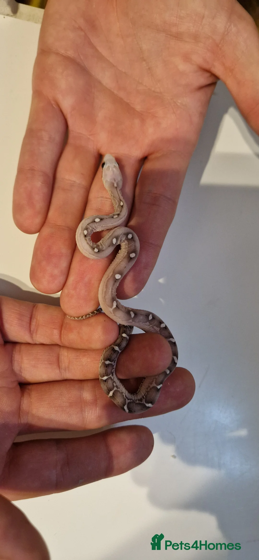 Corn Snake reptiles for sale: Corn snakes from £30, prices in description  - Advert 4