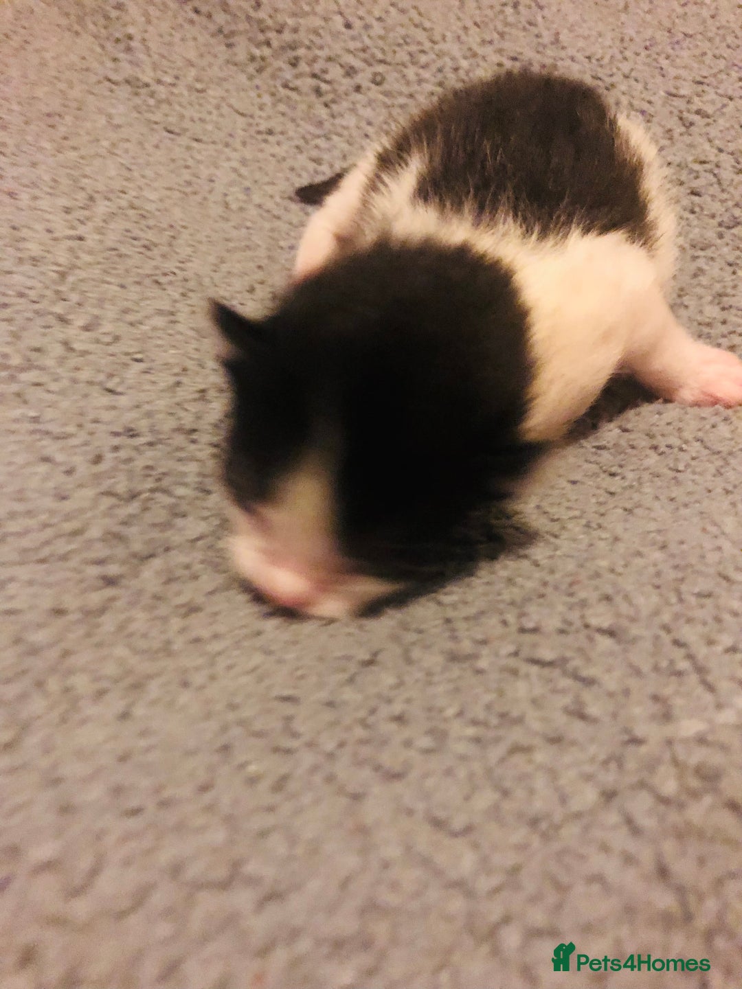 Mixed Breed cats for sale: Three lovely kitten ready in march  - Advert 8