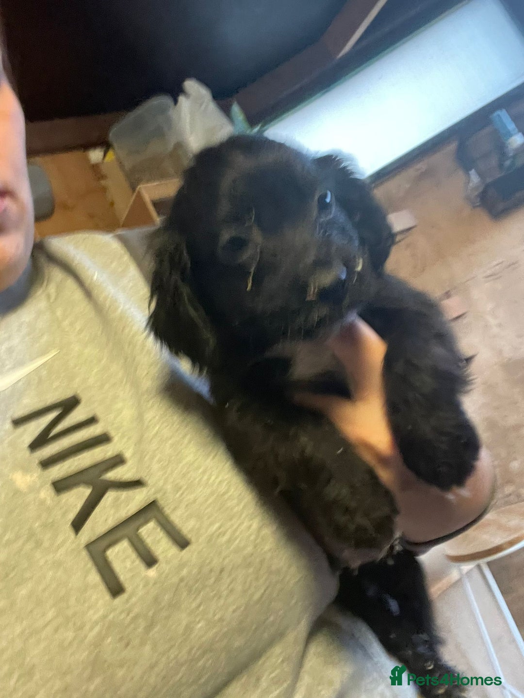 Cocker Spaniel dogs for sale: 3 loving boy cocker spaniels  - Advert 5