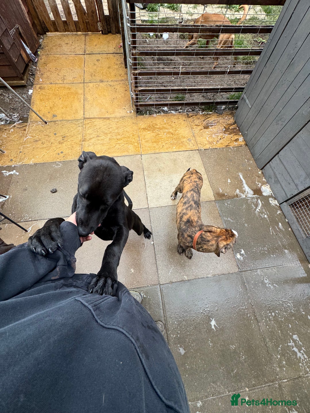 Mixed Breed dogs for sale: Collie grey x Wheaton bull - Image 6