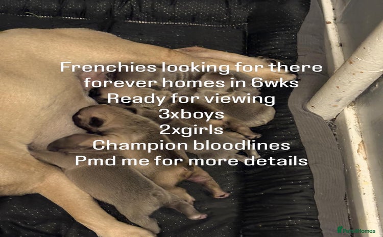 French Bulldog dogs - Advert 15