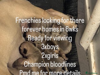 French Bulldog dogs - Advert 14