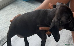 Miniature Dachshund dogs for sale: Last girl ready to go. Beautiful mini dachshund. in Coalville - Image 5