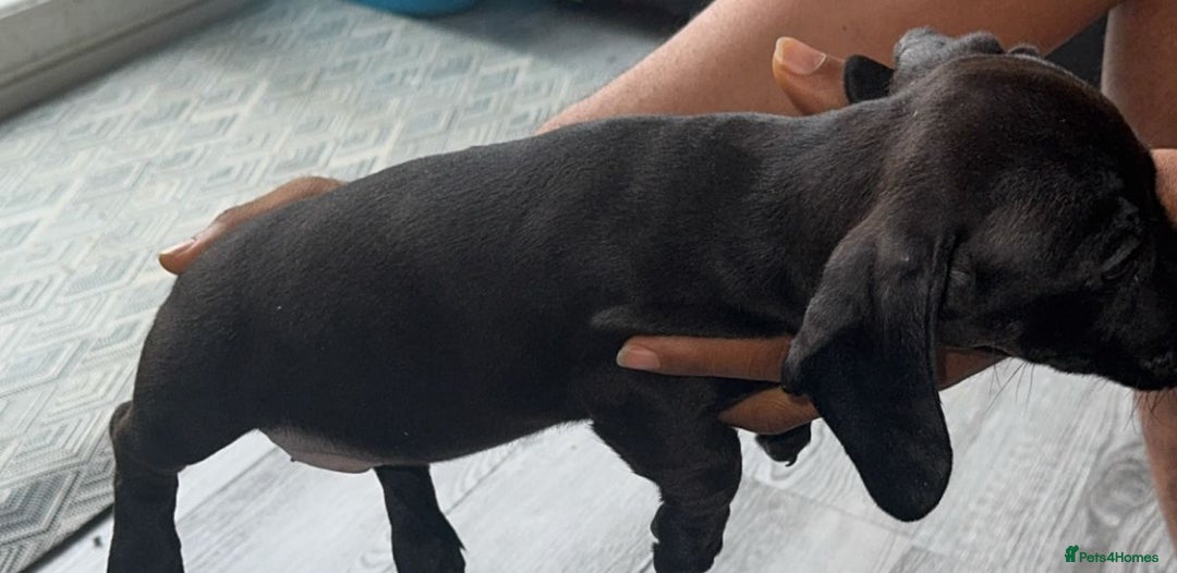 Miniature Dachshund dogs for sale: Last girl ready to go. Beautiful mini dachshund. in Coalville - Image 5