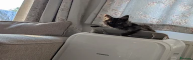 Maine Coon 2