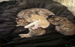 Mixed Breed cats for sale: Mixed breed cats ready now - Image 11