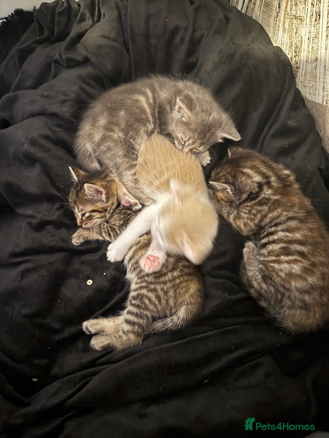 Mixed Breed cats for sale: Mixed breed cats ready now - Image 11