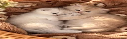 Scottish Fold cats for sale: stunning Scottish Fold and  Straight kittens - Advert 6