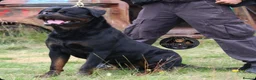 Rottweiler dogs for stud: Outstanding KC Registered Rottweiler Stud Simba - Advert 6