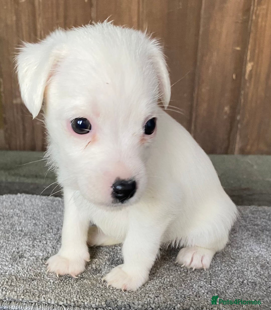 Jack Russell dogs for sale:  **  JACK RUSSELL PUPPIES - READY TO GO - Advert 30