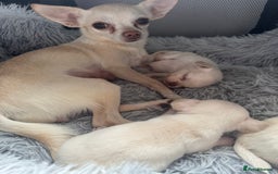 Chihuahua dogs for sale:  ❤️ K.C Registered Fluffy chocolate baby’s 🥰 - Image 22