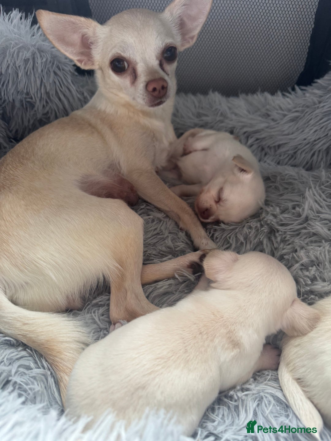 Chihuahua dogs for sale:  ❤️ K.C Registered Fluffy chocolate baby’s 🥰 - Image 22