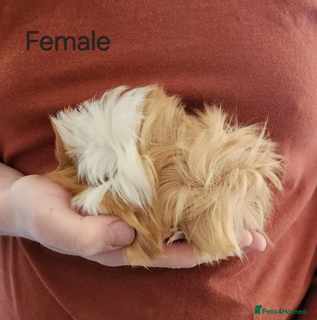 Guinea Pig rodents for sale: 2 Adorable Guinea Pigs - Advert 6