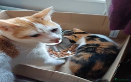 Mixed Breed cats for sale: Two calico kittens looking for their forever homes - Image 6