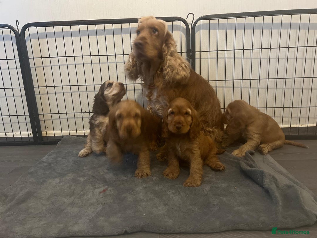 Cocker Spaniel dogs for sale: DNA Tested parents, Quality, Show Type puppies - Advert 9