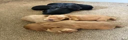 Cocker Spaniel dogs for sale: Gamekeeper bred working Cocker Spaniels - Advert 3