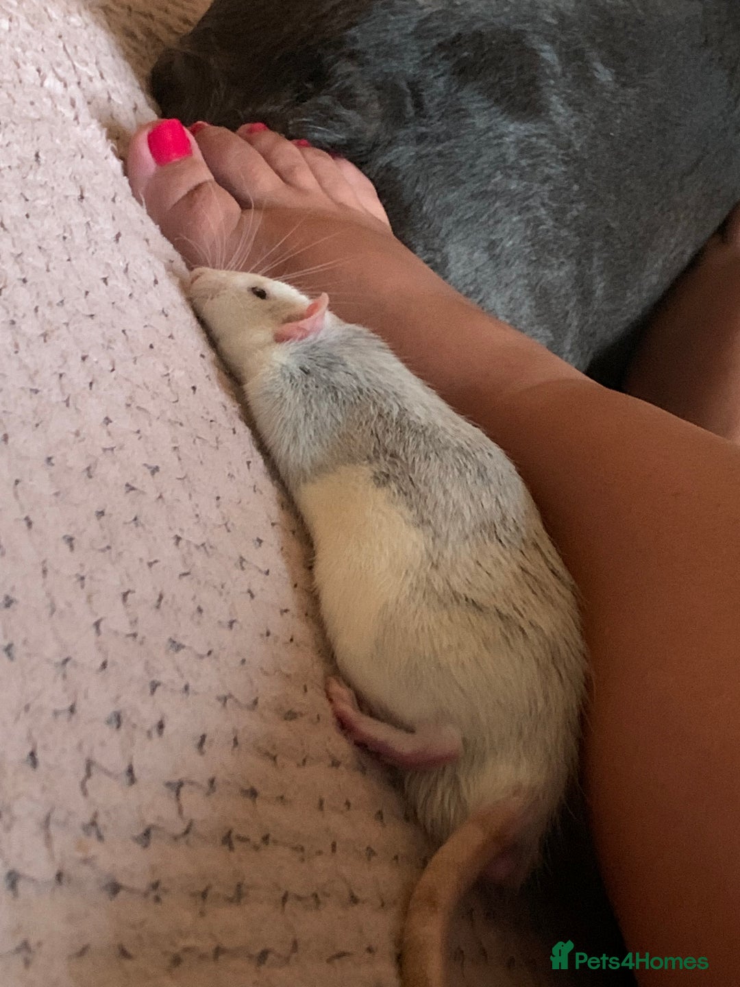 Rat rodents for sale: Rats for adoption!!!! - Image 4