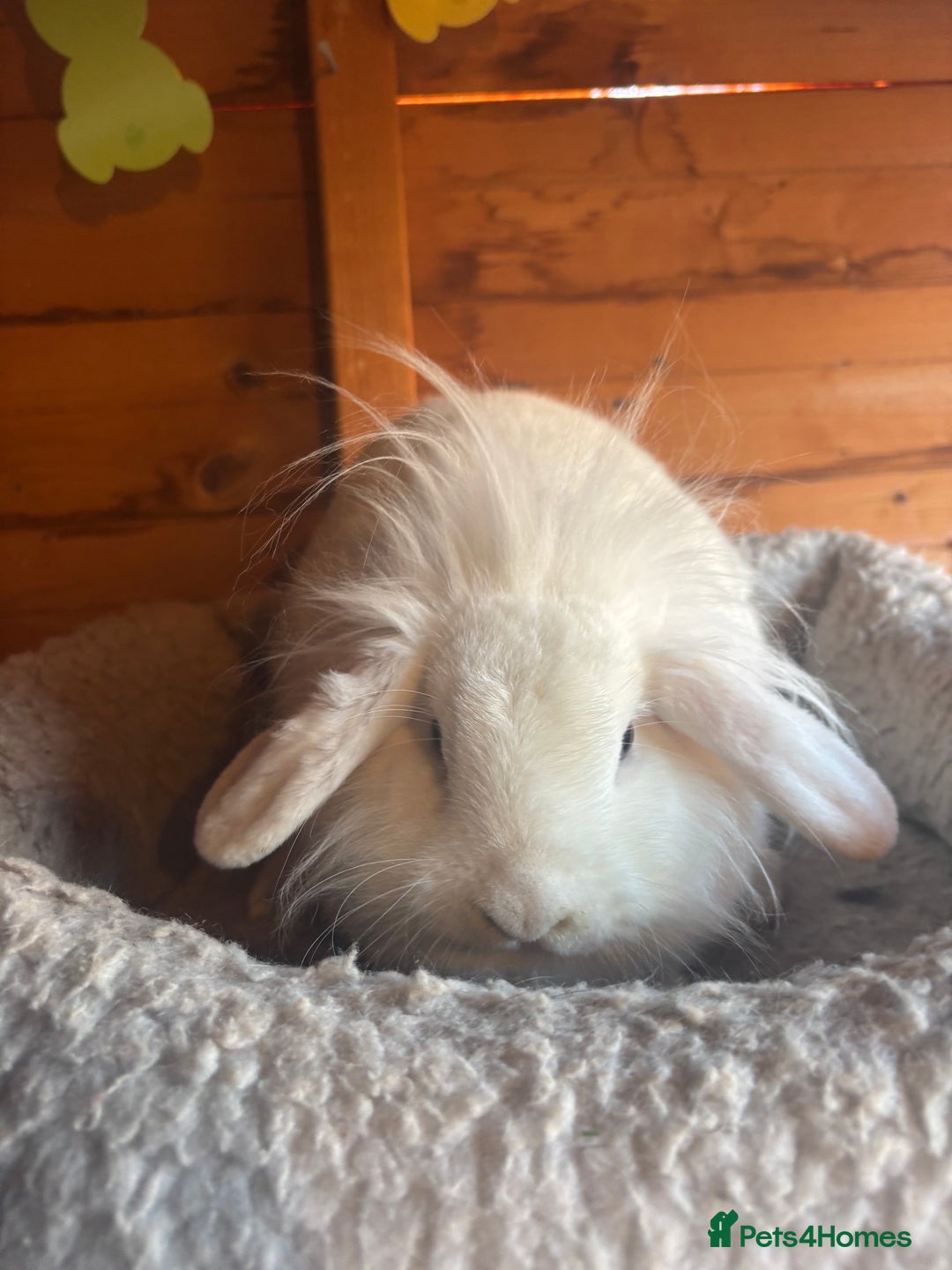 Lionhead rabbits for sale: Lion head bunnies available 🐰 - Advert 29