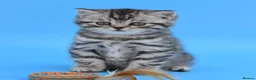 Scottish Fold cats for sale: LICENSED CATTERY Last KittenPURE BREED TOP QUALITY - Advert 13