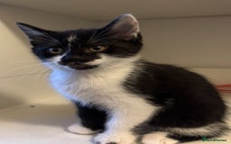 Domestic Shorthair cats for sale: 3 adorable girls left! - Image 1