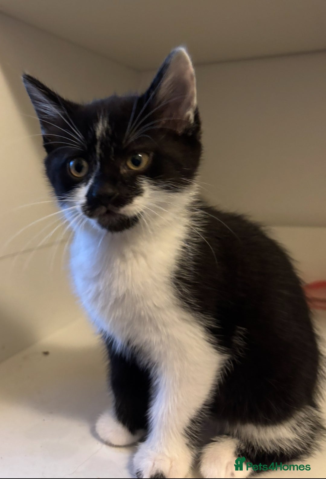 Domestic Shorthair cats for sale: 3 adorable girls left! - Image 1