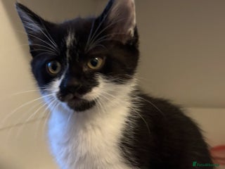 Domestic Shorthair cats - Advert 27