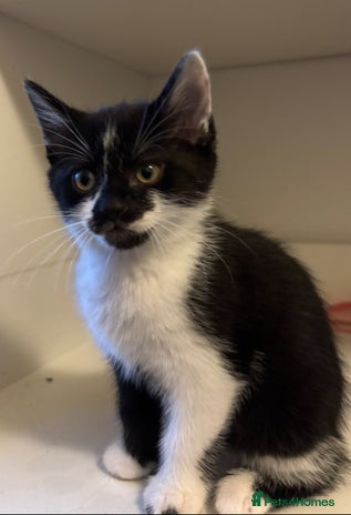 Domestic Shorthair cats - Advert 9