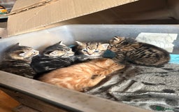 Mixed Breed cats for sale: 7 kittens looking for new home!  - Image 8