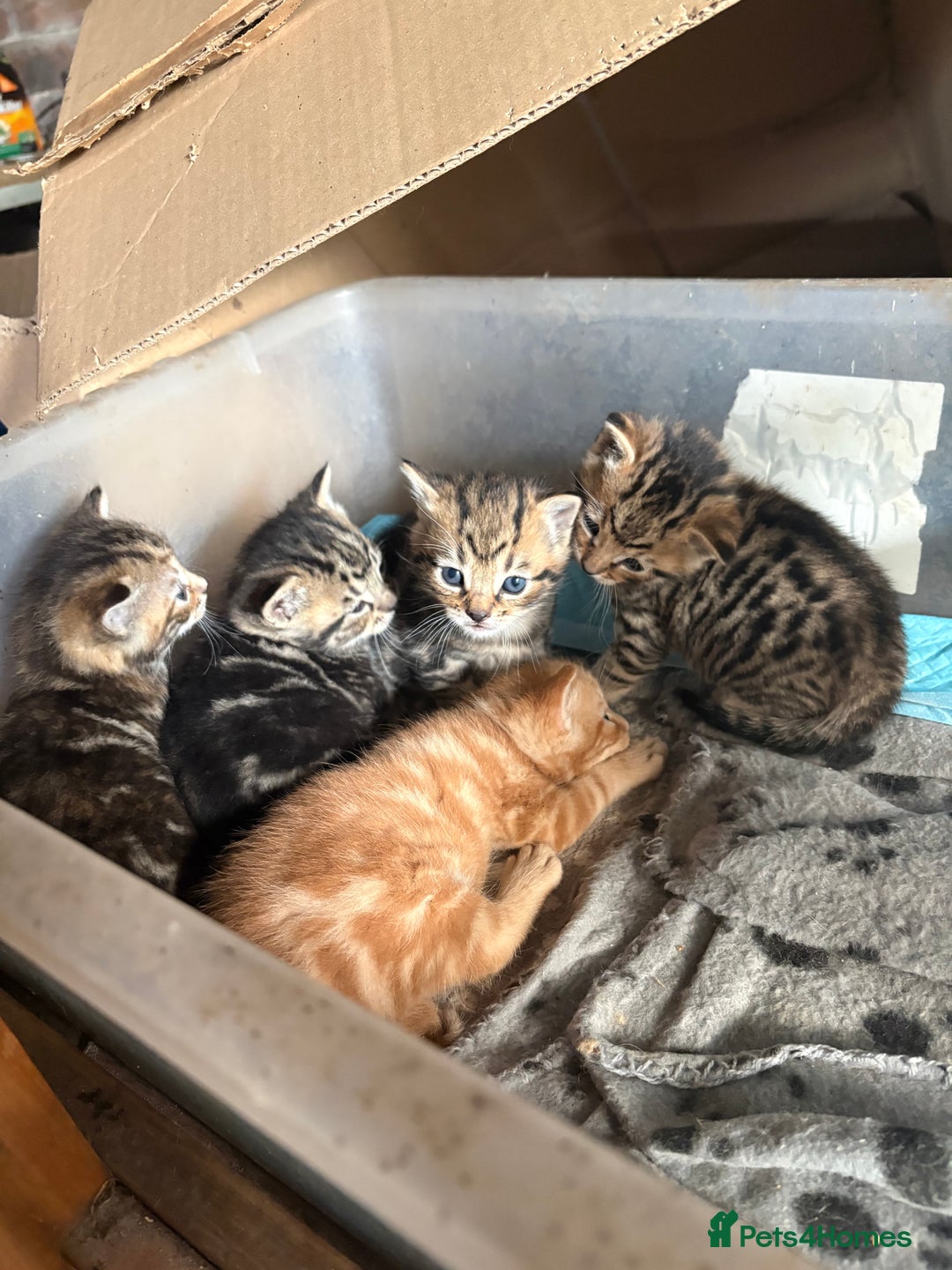 Mixed Breed cats for sale: 7 kittens looking for new home!  - Image 8
