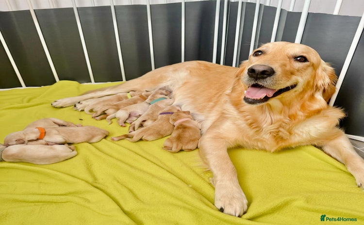 Golden Retriever dogs - Advert 15