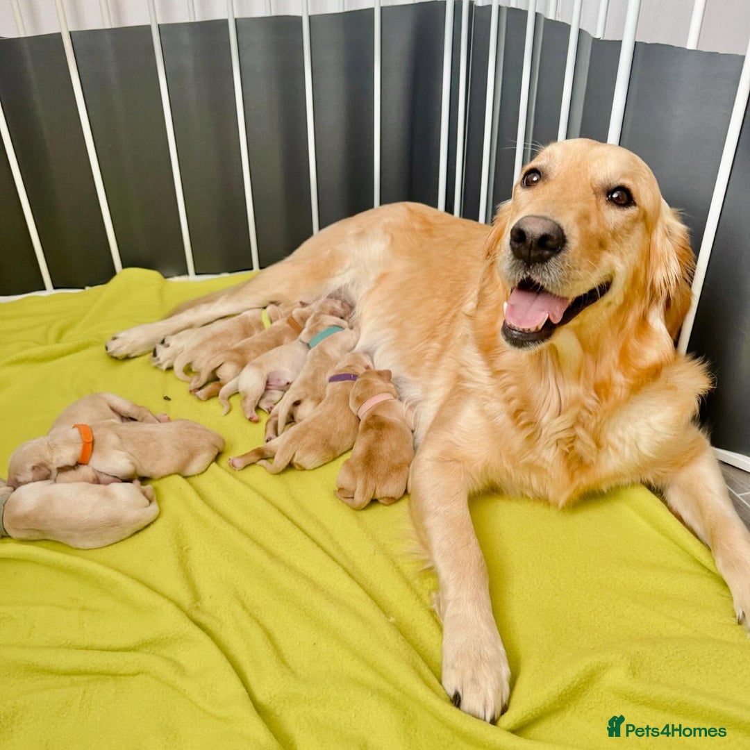 Golden Retriever dogs for sale: [KC Pure Pedigree] Family Raised GR Puppies - Image 1